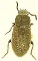 Aconobius densus