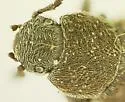 Aconobius densus - photo 2