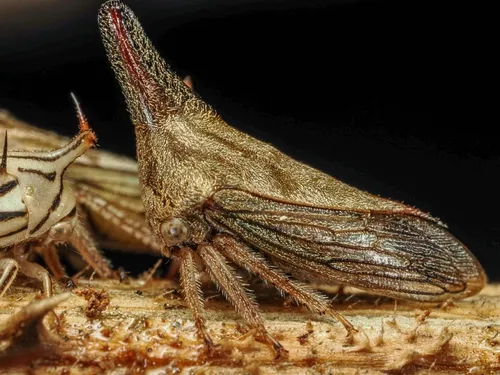 Lantana Treehopper - photo 3