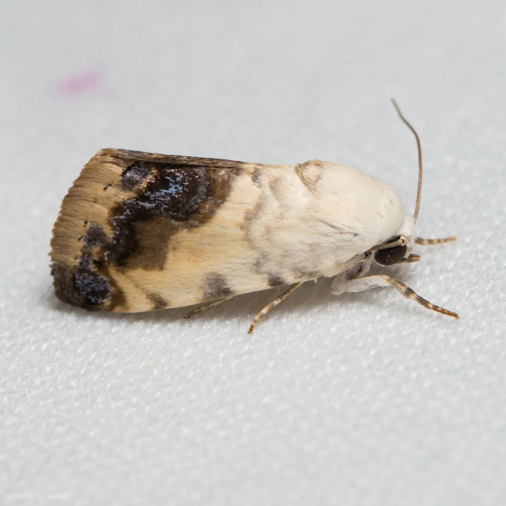 Acontia behrii - Hodges#9164 - photo 2