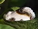 Acontia chea - Hodges#9160 - Acontia chea