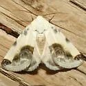 Chalky Bird Dropping Moth - Hodges#9161