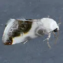 Chalky Bird Dropping Moth - Hodges#9161 - photo 2