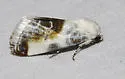 Chalky Bird Dropping Moth - Hodges#9161 - photo 4
