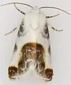 Chalky Bird Dropping Moth - Hodges#9161 - photo 5