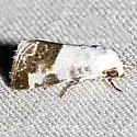 Acontia n-sp-one - Hodges#9164.86 - photo 2