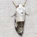 Acontia n-sp-one - Hodges#9164.86 - photo 3