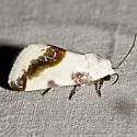 Acontia new-species-two - Hodges#9164.87 - photo 2