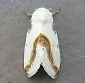 Acontia new-species-two - Hodges#9164.87 - photo 4