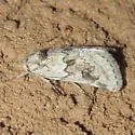 Acopa carina - Hodges#9825 - photo 4
