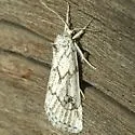 Acopa perpallida - Hodges#9826 - Acopa perpallida