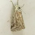 Acopa perpallida - Hodges#9826 - photo 2