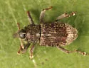 Acoptus suturalis - Acoptus suturalis