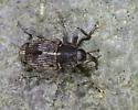 Acoptus suturalis - photo 3