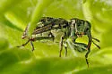 Acoptus suturalis - photo 4