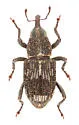 Acoptus suturalis - photo 5
