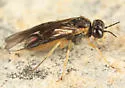 Acordulecera dorsalis species complex