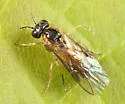 Acordulecera dorsalis species complex - photo 3