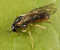 Acordulecera dorsalis species complex - photo 4