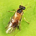 Acordulecera mellina