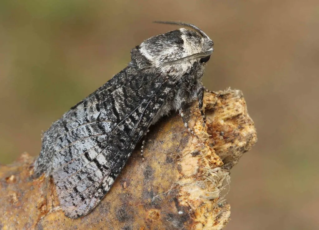 Poplar Carpenterworm Moth - photo 2