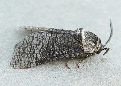 Poplar Carpenterworm Moth - photo 5