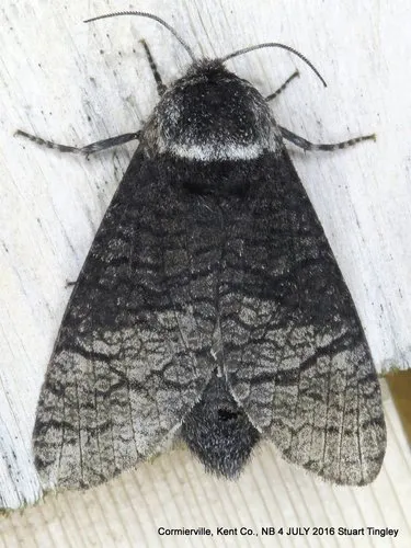 Poplar Carpenterworm Moth - photo 6