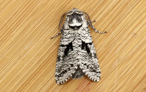 Aspen Carpenterworm
