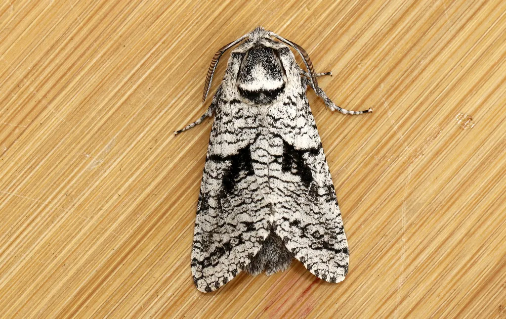 Aspen Carpenterworm - photo 2
