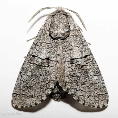 Aspen Carpenterworm - photo 4