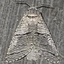 Acossus undosus - Hodges#2677