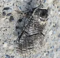 Acossus undosus - Hodges#2677 - photo 4