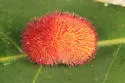 Hedgehog Gall Wasp