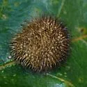 Hedgehog Gall Wasp - photo 2