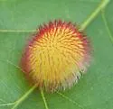 Hedgehog Gall Wasp - photo 3