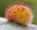 Hedgehog Gall Wasp - photo 4