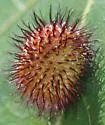 Hedgehog Gall Wasp - photo 5