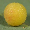 Oak Pea Gall Wasp