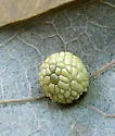 Oak Pea Gall Wasp - photo 2
