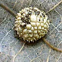 Oak Pea Gall Wasp - photo 3
