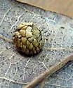 Oak Pea Gall Wasp - photo 4
