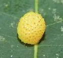 Oak Pea Gall Wasp - photo 5