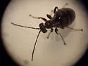 Jewel Oak Gall Wasp