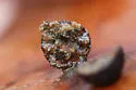 Jewel Oak Gall Wasp - photo 2