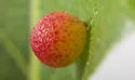 Jewel Oak Gall Wasp - photo 5