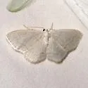 Acratodes suavata - Hodges#7148 - photo 2