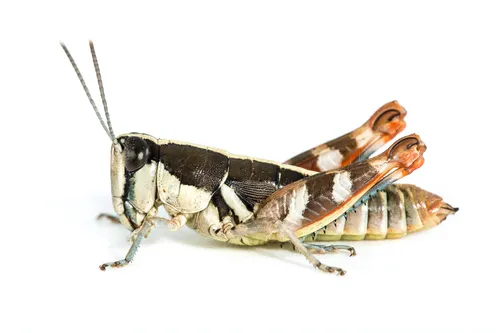 Short-horned Grasshoppers - photo 3