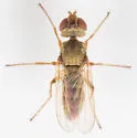 Acridomyia canadensis