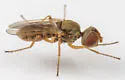 Acridomyia canadensis - photo 2