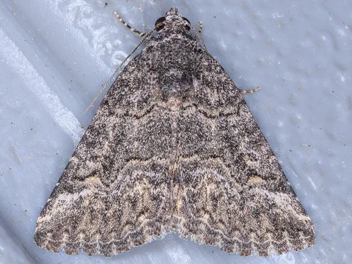 Acritogramma metaleuca - Hodges#8682
